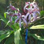 100 PCS Seeds Spider Lily Flowers Seeds Purple Color