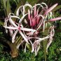 100 PCS Seeds Spider Lily Flowers Seeds Purple Color
