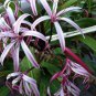 100 PCS Seeds Spider Lily Flowers Seeds Purple Color