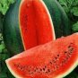 20 PCS Seeds Sugar Baby 'Tangig' Black Watermelon