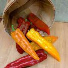 1000 PCS Seeds Sweet Pepper 'Sunset Italian' Mixed 1000 PCS Seeds Sweet Pepper 'Sunset Italian' Mixed