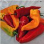 1000 PCS Seeds Sweet Pepper 'Sunset Italian' Mixed