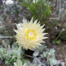 5 PCS Seeds Syncarpha speciosissima Garden Plants
