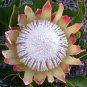 5 PCS Seeds Syncarpha speciosissima Garden Plants