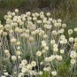 5 PCS Seeds Syncarpha speciosissima Garden Plants