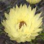 5 PCS Seeds Syncarpha speciosissima Garden Plants
