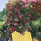100 PCS Seeds Thailand Climbing Beautyful Rose Bonsai Flowers Rare Mutli-Color