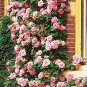 100 PCS Seeds Thailand Climbing Beautyful Rose Bonsai Flowers Rare Mutli-Color