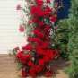 100 PCS Seeds Thailand Climbing Beautyful Rose Bonsai Flowers Rare Mutli-Color