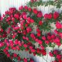 100 PCS Seeds Thailand Climbing Beautyful Rose Bonsai Flowers Rare Mutli-Color