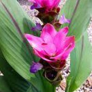 50 PCS Seeds Thailand Pink Curcuma Bonsai Also Called Siam Tulip Rare Flower