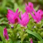 50 PCS Seeds Thailand Pink Curcuma Bonsai Also Called Siam Tulip Rare Flower