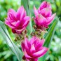50 PCS Seeds Thailand Pink Curcuma Bonsai Also Called Siam Tulip Rare Flower