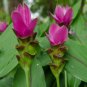 50 PCS Seeds Thailand Pink Curcuma Bonsai Also Called Siam Tulip Rare Flower