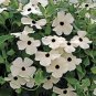 20 PCS Seeds Thunbergian White Morning Glory with Black Eyed Susan Flowers