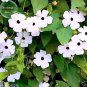 20 PCS Seeds Thunbergian White Morning Glory with Black Eyed Susan Flowers