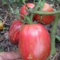 300 PCS Seeds Tomato American Imported Long Pink Fruit Vegetable