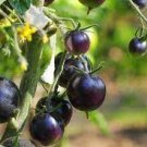 200 PCS Seeds Tomato Blackish Purplish Red Big Fruit Vegetables 200 PCS Seeds Tomato Blackish Purplish Red Big Fruit Vegetables