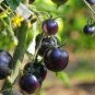200 PCS Seeds Tomato Blackish Purplish Red Big Fruit Vegetables