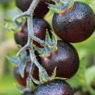 100 PCS Seeds Tomato 'Blue Berries' Fruit