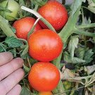 300 PCS Seeds Tomato Bright Red Middle F1 Hybrid