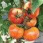 300 PCS Seeds Tomato Bright Red Middle F1 Hybrid