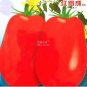 300 PCS Seeds Tomato Bright Red Middle F1 Hybrid