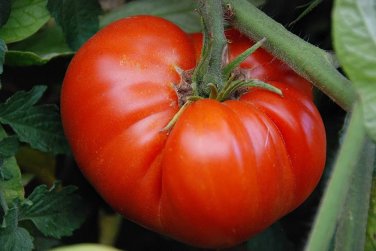 5 PCS Seeds Tomato Giant Pinkish Red 'Jingdu No.1' Vegetable