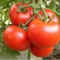 5 PCS Seeds Tomato Giant Pinkish Red 'Jingdu No.1' Vegetable