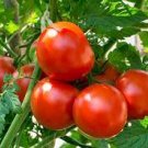 200 PCS Seeds Tomato 'Qiuguang 88' Big Red Vegetables