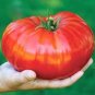 200 PCS Seeds Tomato 'Qiuguang 88' Big Red Vegetables