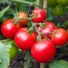 300 PCS Seeds Tomato Red 'flat peach' Fruit Vegetable