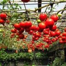 100 PCS Seeds Tomato Tsifomandra Giant Vegetable