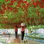 100 PCS Seeds Tomato Tsifomandra Giant Vegetable