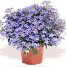 100 PCS Seeds True Lobelia Bonsai Rare Indoor Flower in Bonsai Chlorophytum