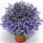 100 PCS Seeds True Lobelia Bonsai Rare Indoor Flower in Bonsai Chlorophytum