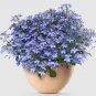 100 PCS Seeds True Lobelia Bonsai Rare Indoor Flower in Bonsai Chlorophytum