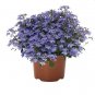 100 PCS Seeds True Lobelia Bonsai Rare Indoor Flower in Bonsai Chlorophytum