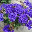 10 PCS Seeds Verbena Flower Flowers Potted Plants Flower bonsais Yi