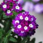 10 PCS Seeds Verbena Flower Flowers Potted Plants Flower bonsais Yi