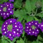 10 PCS Seeds Verbena Flower Flowers Potted Plants Flower bonsais Yi