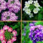 10 PCS Seeds Verbena Flower Flowers Potted Plants Flower bonsais Yi
