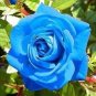 50 PCS Seeds Water Blue Rose