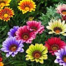 200 PCS Seeds Wildflowers Combination Bonsai Waterlogging Tolerance Wildflowers Mix