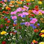 200 PCS Seeds Wildflowers Combination Bonsai Waterlogging Tolerance Wildflowers Mix