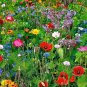 200 PCS Seeds Wildflowers Combination Bonsai Waterlogging Tolerance Wildflowers Mix
