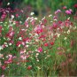 200 PCS Seeds Wildflowers Combination Bonsai Waterlogging Tolerance Wildflowers Mix
