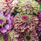 100 PCS Seeds Zinnia Pretty Pastel Mixed Flower