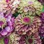 100 PCS Seeds Zinnia Pretty Pastel Mixed Flower