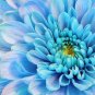 100 PCS Seeds Zinnia Pretty Pastel Mixed Flower